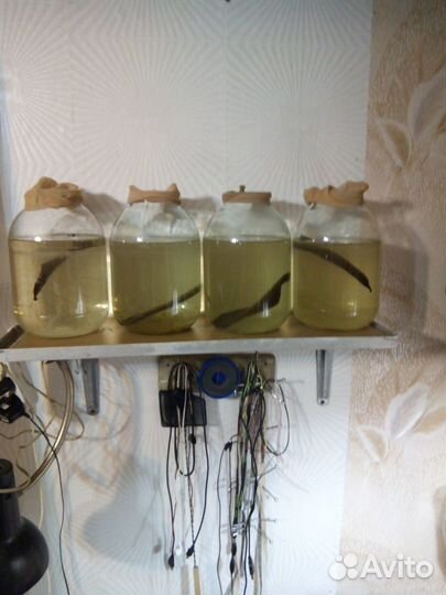 Рыбки, аквариумистика