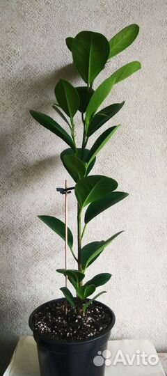 Фикус микрокарпа