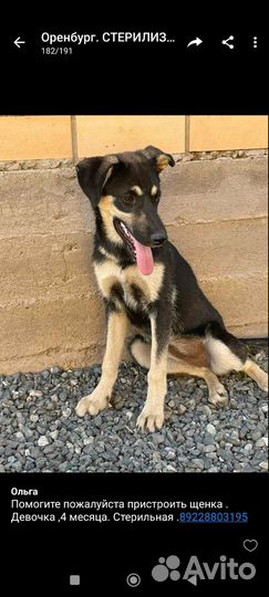 Щенки разные