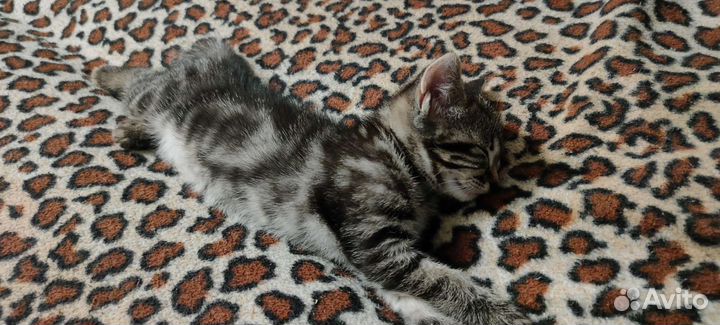 Кошки бесплатно