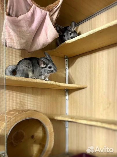 Шиншиллы с витриной