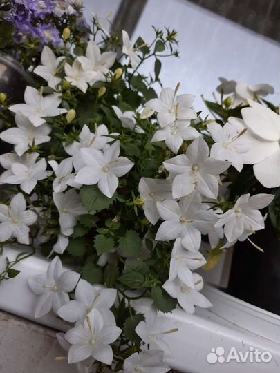 Кампанула простая невеста