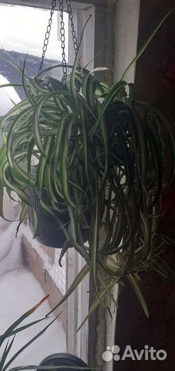 Комнатные растения и цветы