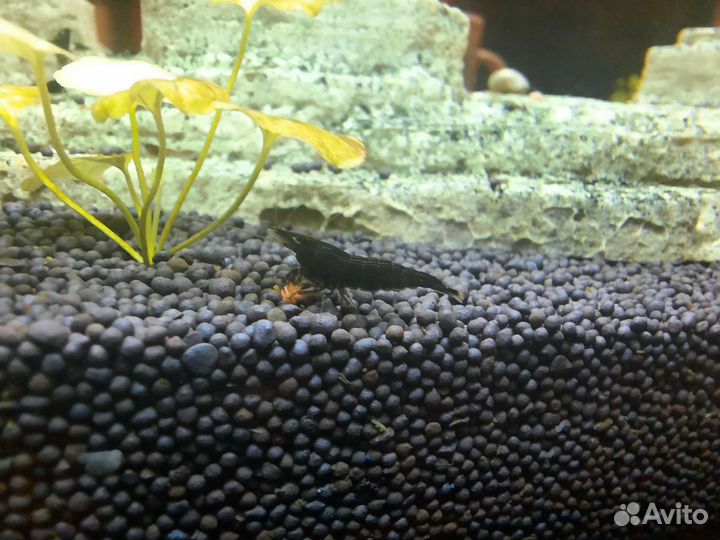 Креветки черные (28.06.23 - есть свободные)