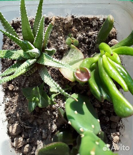 Суккуленты