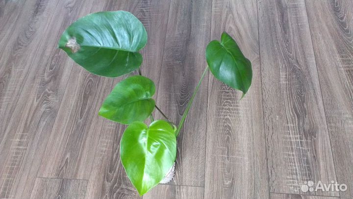 Монстера деликатесная. Панданус