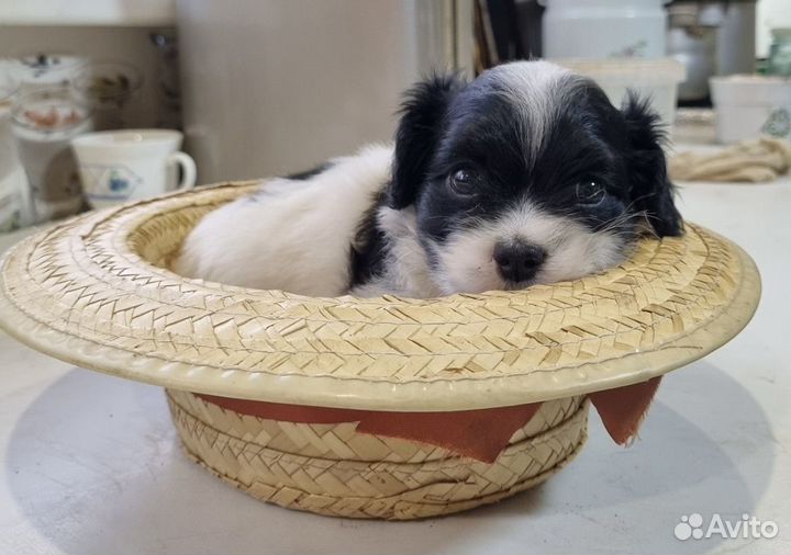 Обаятельные щенки японского спаниеля