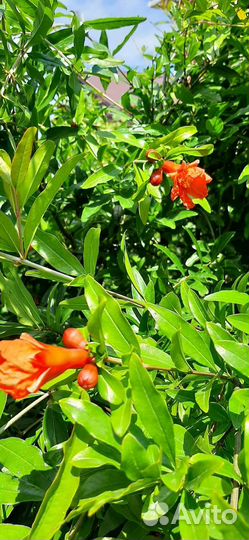 Саженец граната