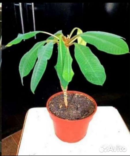 Цветы комнатные