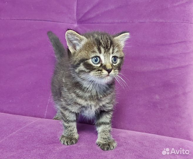 Два пацана в добрые руки