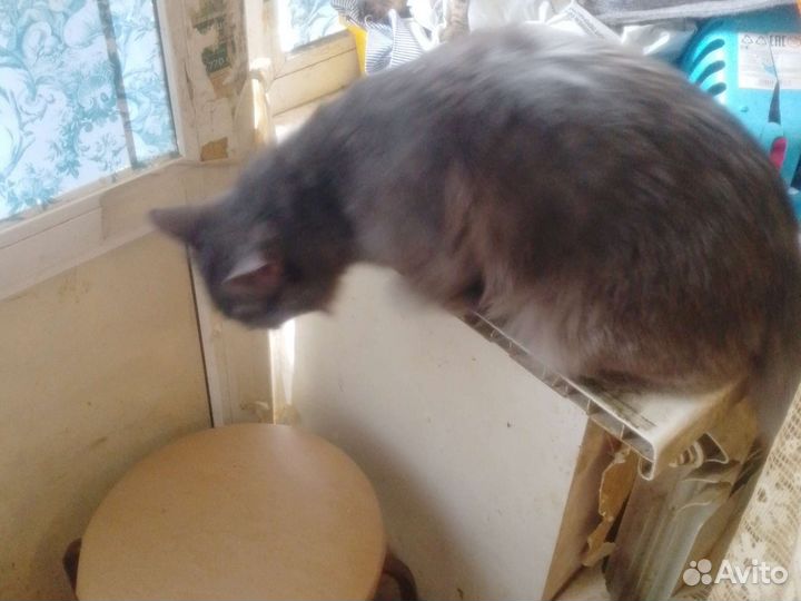 Отдам котика. к лотку приучен. ест все подряд