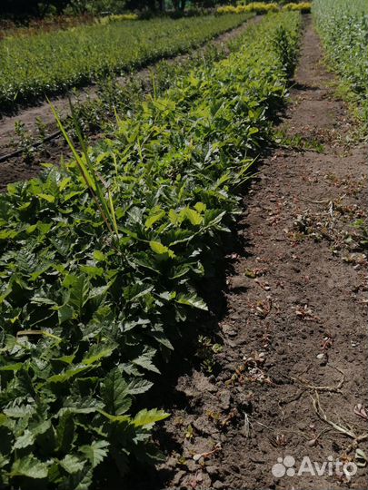 Рябина дуболистная сеянец опт