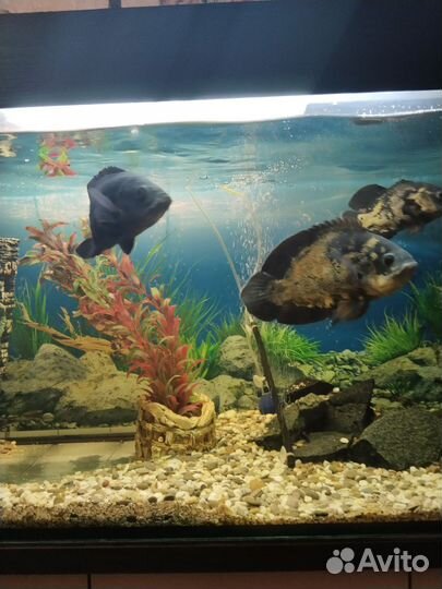 Аквариумные рыбки цихлиды