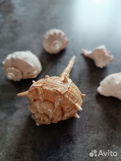 Морские ракушки