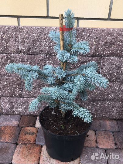 Голубая ель хупси германия