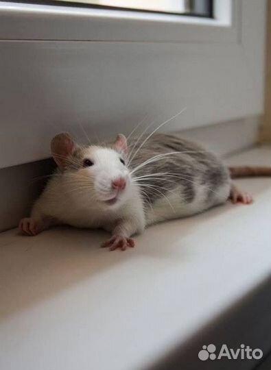 Передержка животных