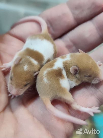 Крысята & мышата