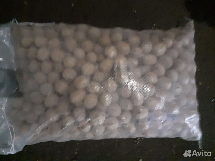 Орех грецкий