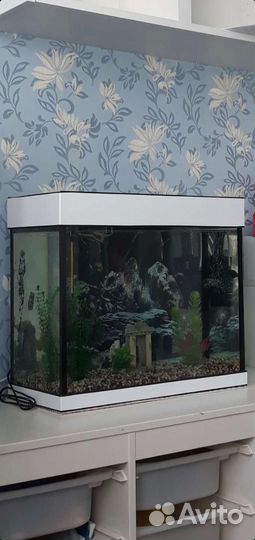 Аквариум