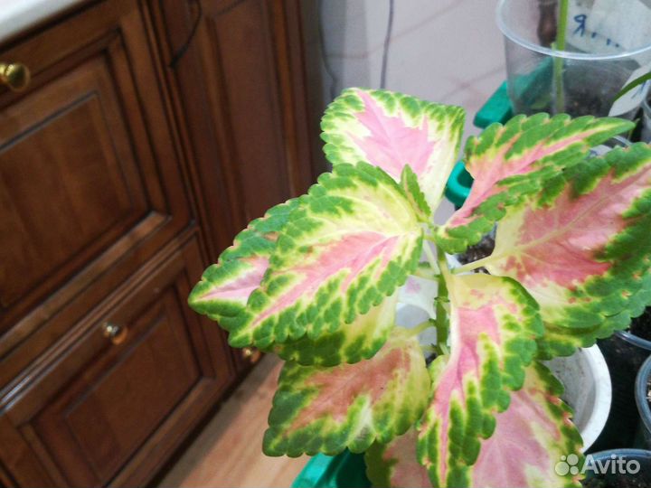 Колеус Блюме Блэк Драгон