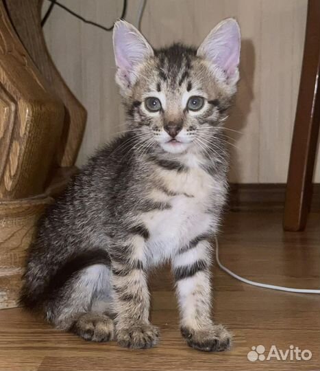 Котята, 2 месяца