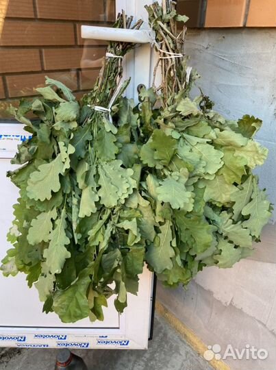 Веник из дуба