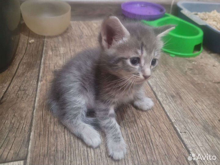 Кошка