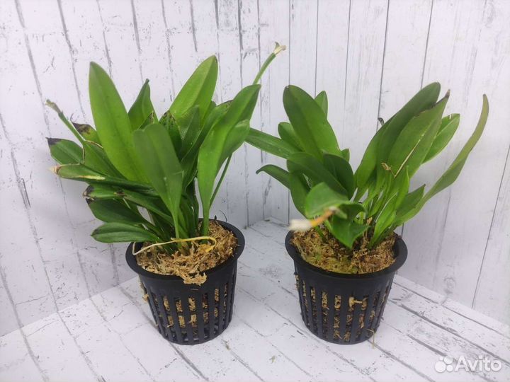 Masdevallia bennettii