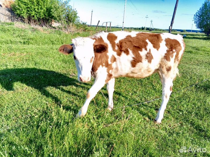 Продается телочка