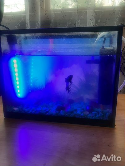 Аквариум с рыбками