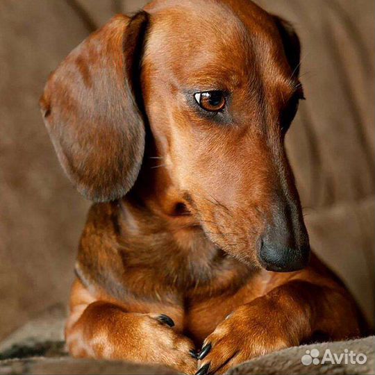 Передержка собак