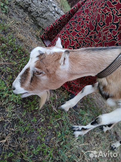 Коза дойная молочная