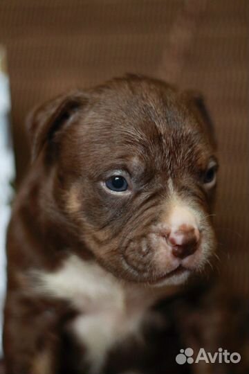 Мальчик булли