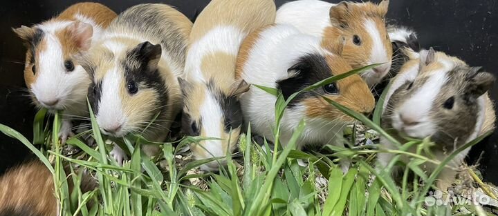 Морские свинки, калифорния и теди