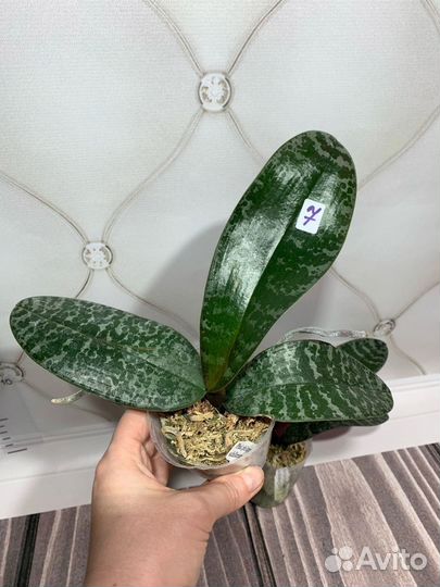 Орхидея philippinensis x schilleriana