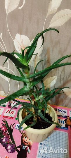 Алоэ столетник