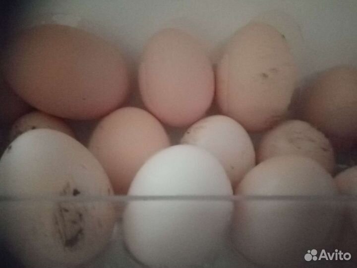 Домашние куриные яйца