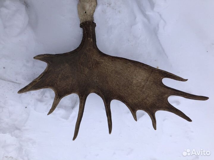 Рога лося и оленя