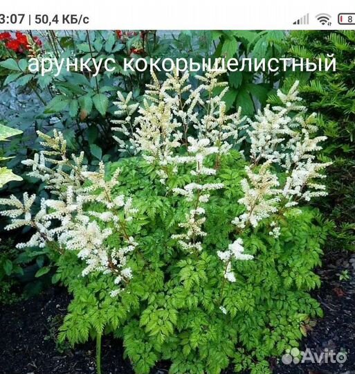 Примула, очиток, горец, клопогон, меум, арункус