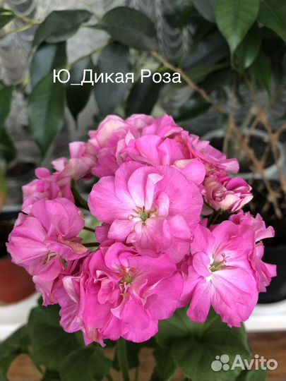 Пеларгония сортовая зональная и плющелистная