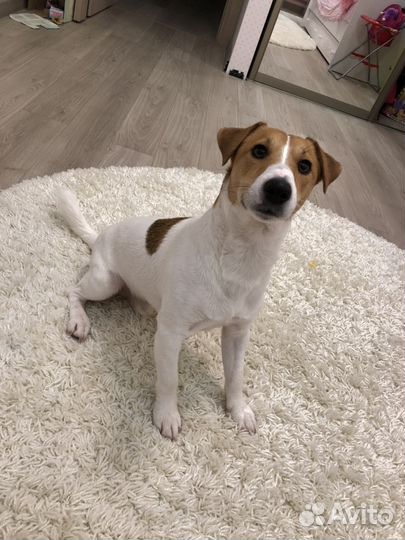 Вязка Джек Рассел Терьер