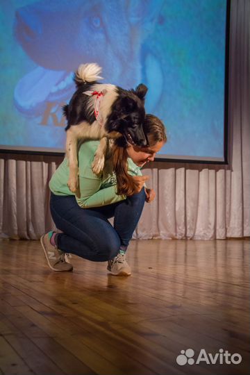 Дрессировка собак