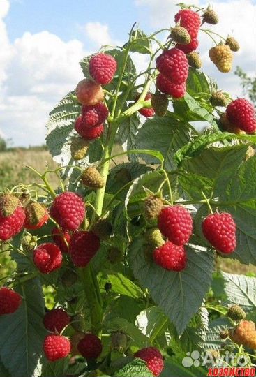 Саженцы ранней ремонтантной малины