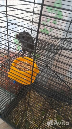 Монгольская песчанка