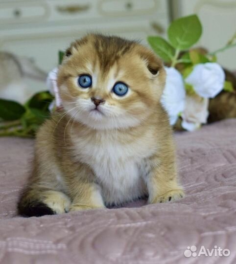 Шотландские котята