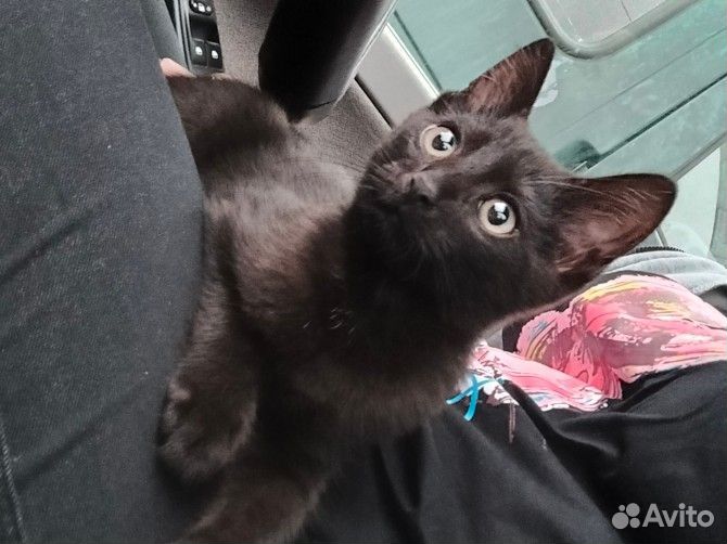 Кот в добрые руки