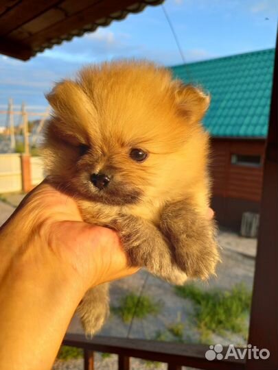 Померанский шпиц