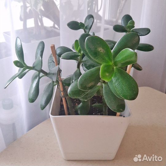 Толстянка Крассула, Денежное дерево