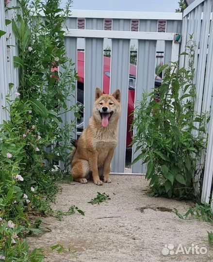 Сиба шиба ину