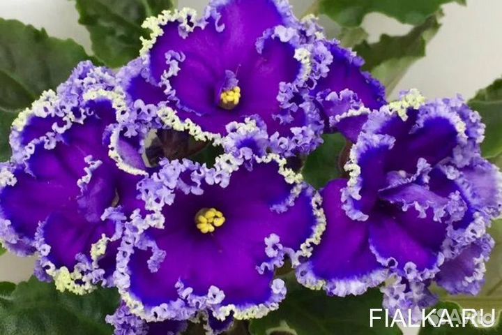 Фиалка набор